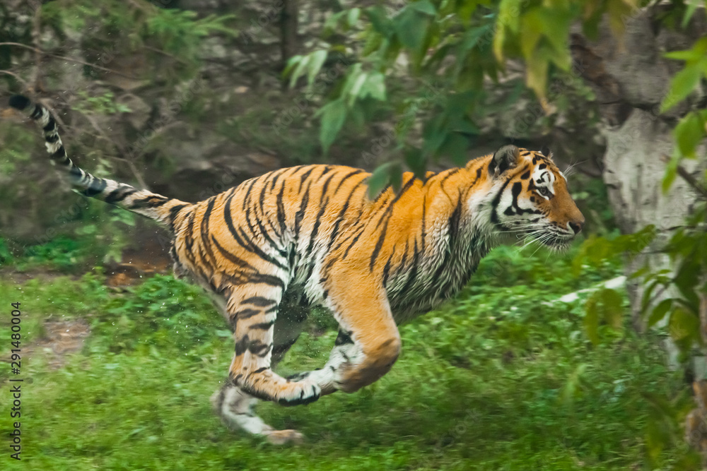 Fast  speedy run of the hunter - red lightning. Young tiger deftly jumps on green grass, a beast in a jump on a background of greenery of the jungle (forest), hunting a predator