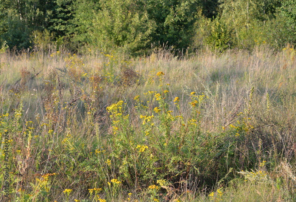 Fototapeta premium Tansy flower closeup.