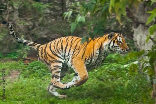 Fast  speedy run of the hunter - red lightning. Young tiger deftly jumps on green grass  a beast in a jump on a background of greenery of the jungle  forest   hunting a predator