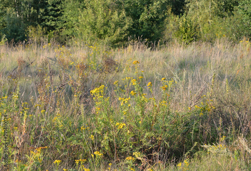 Tansy flower closeup. photo