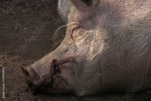 an porker sleeping in the mud