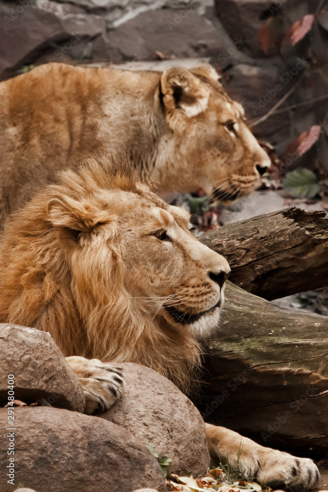 Naklejka premium Close-up of the face of the husband and wife in profile. Male and female lion against the background of bushes