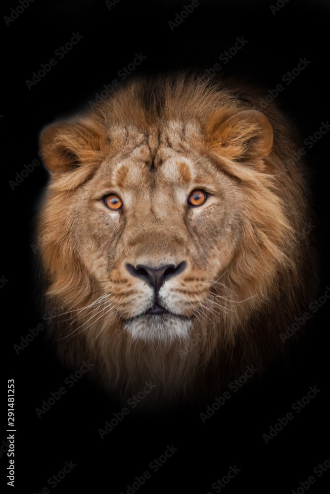 Muzzle with a beautiful mane of wool with amber eyes, isolated black background. Muzzle powerful male lion with a beautiful mane close-up.