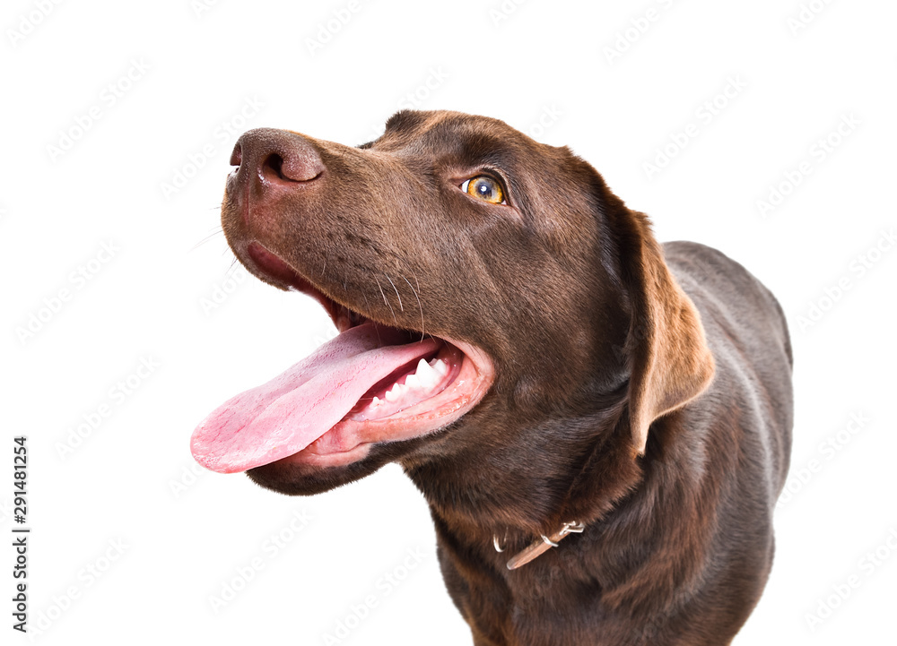 Portrait of a Labrador puppy, closeup, looking up, isolated on a white background