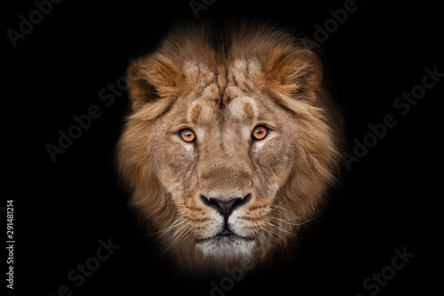 Muzzle with a beautiful mane of wool with amber eyes, isolated black background. Muzzle powerful male lion with a beautiful mane close-up.