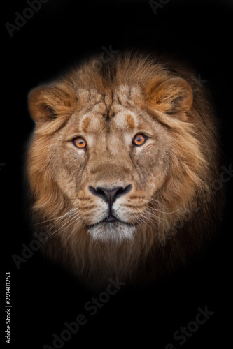 Muzzle with a beautiful mane of wool with amber eyes  isolated black background. Muzzle powerful male lion with a beautiful mane close-up.