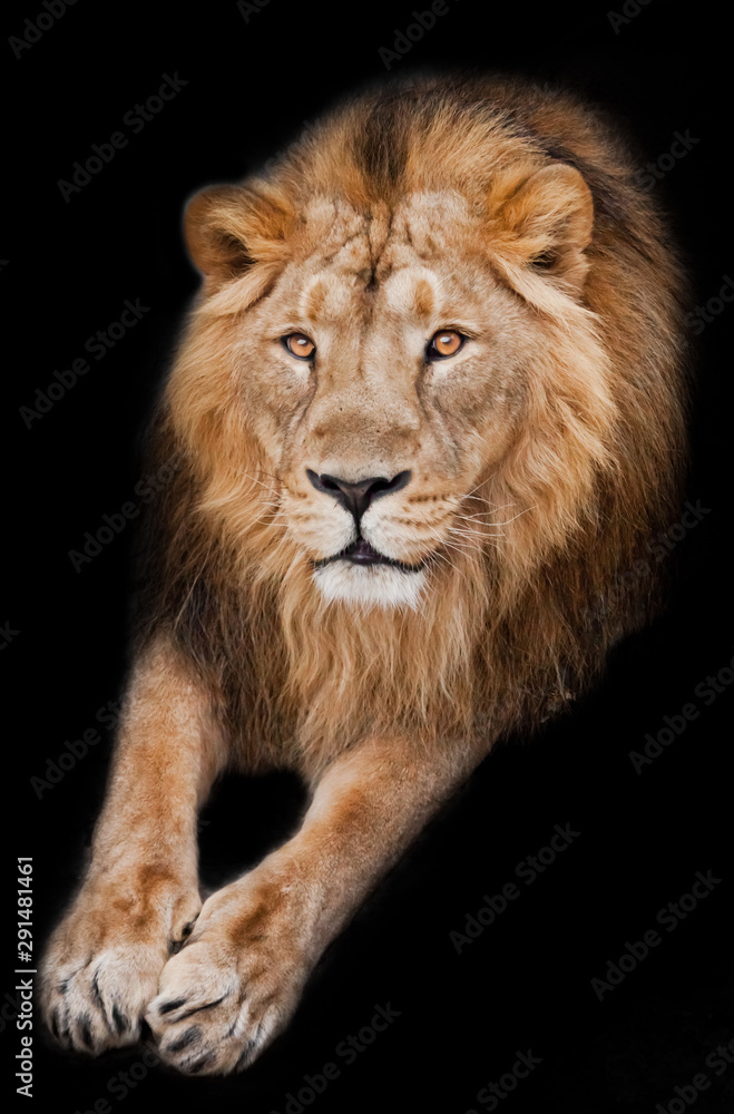 lion male with mane lies with his paws out, isolated black background. Muzzle powerful male lion with a beautiful mane close-up.