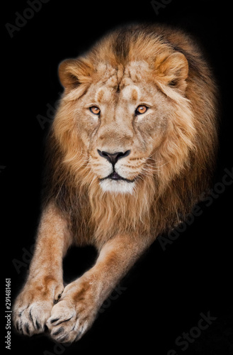 Fototapeta Naklejka Na Ścianę i Meble -  lion male with mane lies with his paws out, isolated black background. Muzzle powerful male lion with a beautiful mane close-up.