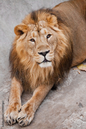 a lion male with a mane lies with his paws out. Muzzle powerful male lion with a beautiful mane close-up.