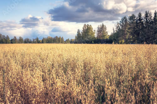 Finnish oat field. Photo from Kajaani, Finland.