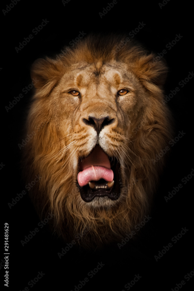 yawns, red mouth and tongue. powerful male lion with a beautiful mane impressively lies. head, isolated black background.