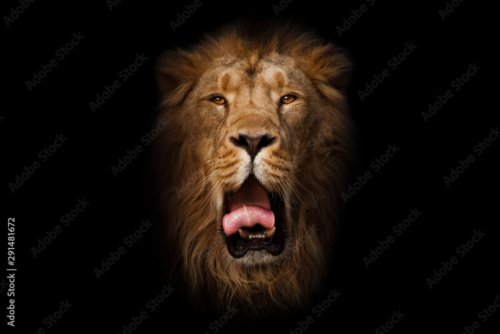 yawns, red mouth and tongue. powerful male lion with a beautiful mane impressively lies. head, isolated black background.