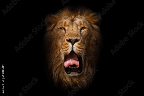 yawns  red mouth and tongue. powerful male lion with a beautiful mane impressively lies. head  isolated black background.