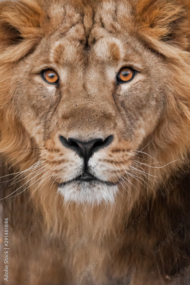 muzzle of a lion with a mane black and white with amber eyes, isolated black background. Muzzle powerful male lion with a beautiful mane close-up. muzzle of a lion with a mane black and white with amber eyes, isolated black background. Muzzle powerful male lion with a beautiful mane close-up.
