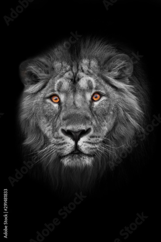 Muzzle with a beautiful mane of wool with amber eyes black and white.  isolated black background. Muzzle powerful male lion with a beautiful mane close-up.