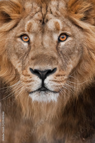 muzzle of a lion with a mane black and white with amber eyes, isolated black background. Muzzle powerful male lion with a beautiful mane close-up.