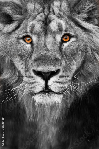 muzzle of a lion with a mane black and white with amber eyes black and white., Muzzle powerful male lion with a beautiful mane close-up.