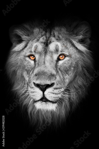 amber eyes on a black and white photo. lion male with mane lies with his paws out  isolated black background. Muzzle powerful male lion with a beautiful mane close-up.