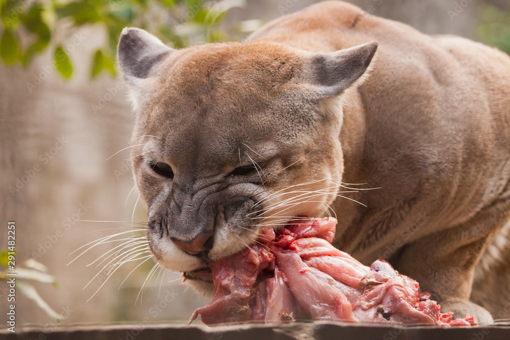 Eating a of meat, a big puma cat (cougar), a predatory beast eagerly  devours prey, close-up portrait Stock Photo | Adobe Stock