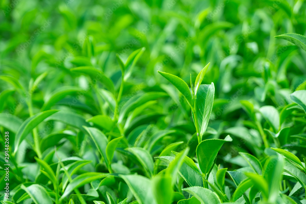 Top of fresh raw organic green tea leaf in plantation field farm