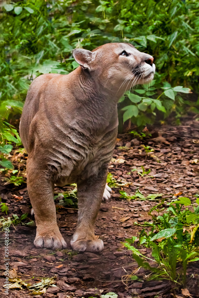 Naklejka premium Puma (cougar) preparing to jump, close-up of a powerful muscular body of the beast on a background of green jungle (grass, green leaves), purposeful expression