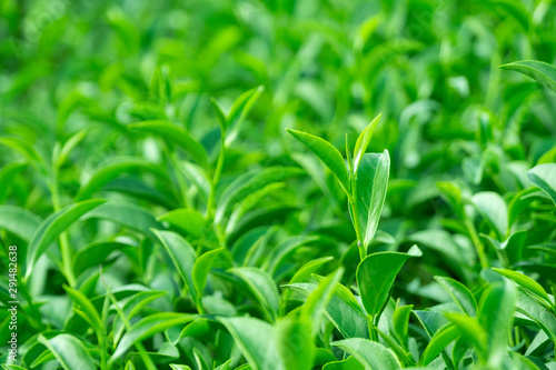 Top of fresh raw organic green tea leaf in plantation field farm