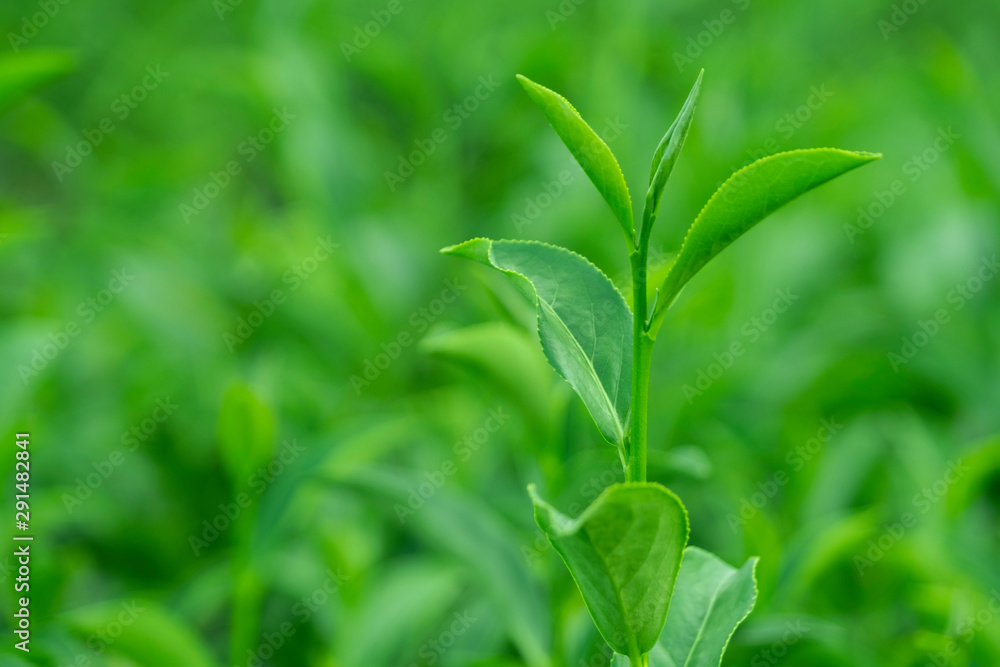 Top of fresh raw organic green tea leaf in plantation field farm Top of fresh raw organic green tea leaf in plantation field farm