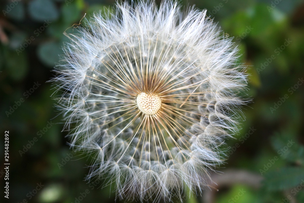Fototapeta premium Dandelion Flower