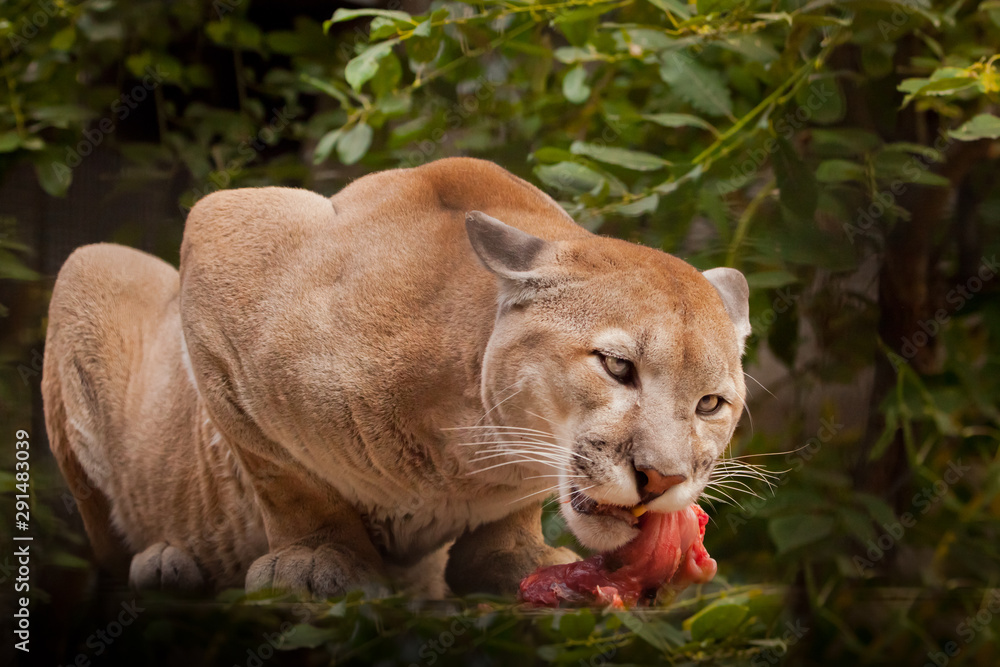 Fototapeta premium big cat cougar (cougar) over a piece of meat (eating red meat), a powerful body of a predatory beast devouring prey, against a background of greenery (thickets, forest)