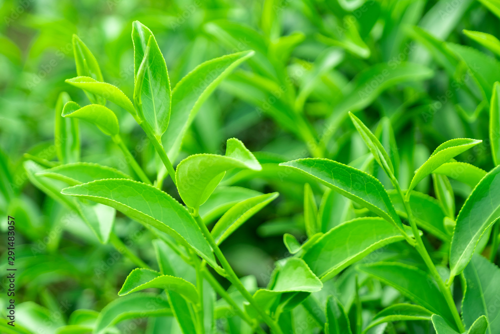 Top of fresh raw organic green tea leaf in plantation field farm Top of fresh raw organic green tea leaf in plantation field farm