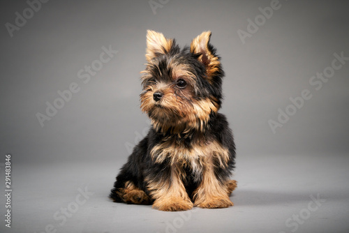 Photography Yorkshire Terrier puppies