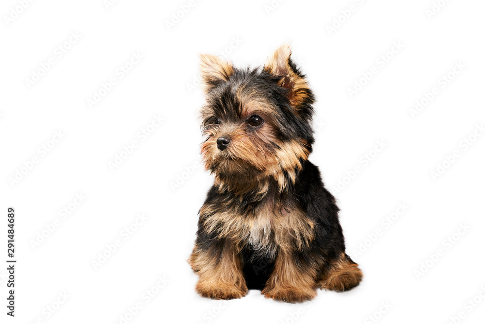 Yorkshire Terrier puppies Yorkshire Terrier puppies