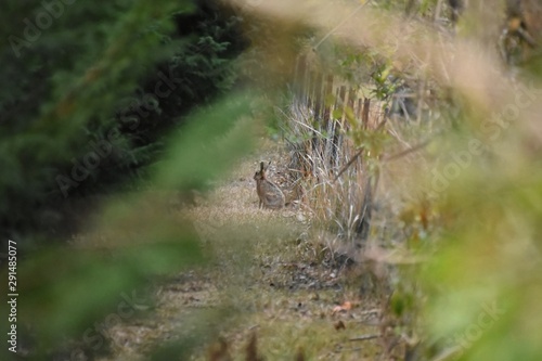 European Hare through the trees