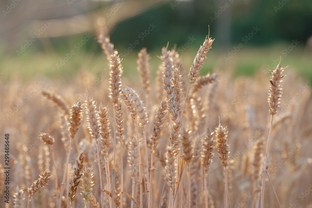 Golden ears of wheat, Beautiful Nature Sunset Landscape. Rich harvest Concept. rural countryside. Golden ears of wheat, Beautiful Nature Sunset Landscape. Rich harvest Concept. rural countryside.