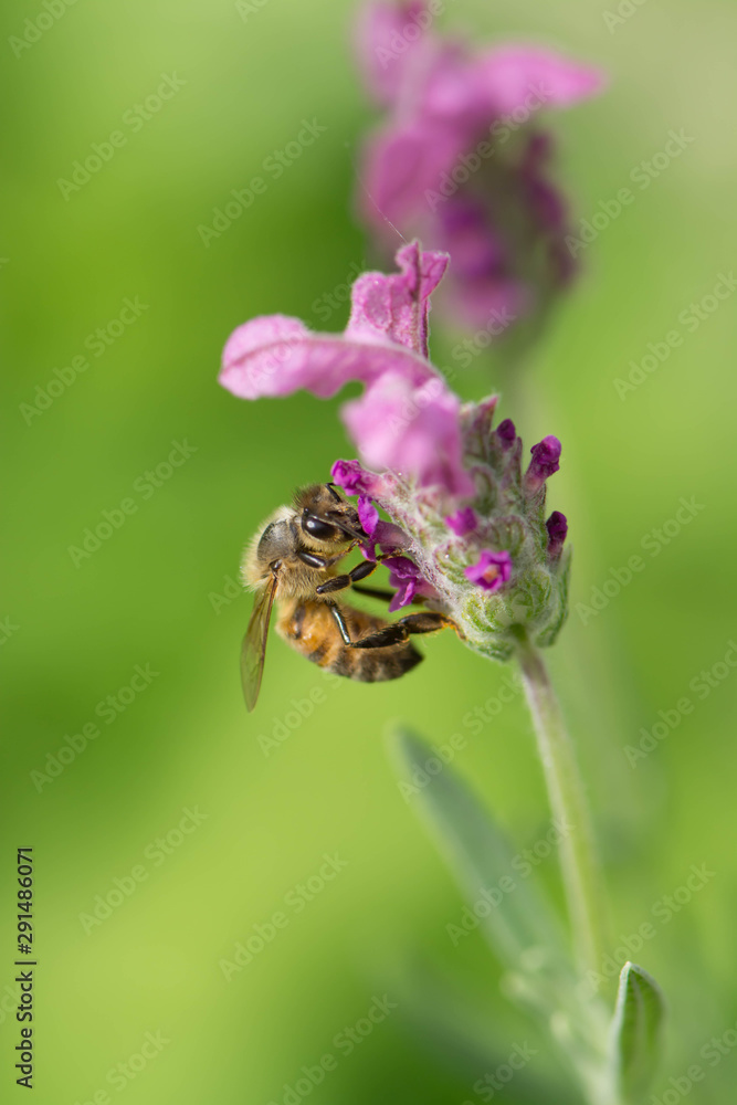 Bee feeding on a pink flower Bee feeding on a pink flower