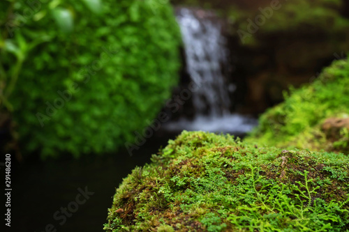 Beautiful Bright Green moss grown up cover the rough stones and on the floor in the forest. Show with macro view. Rocks full of the moss texture in nature Stream waterfall background. soft focus.