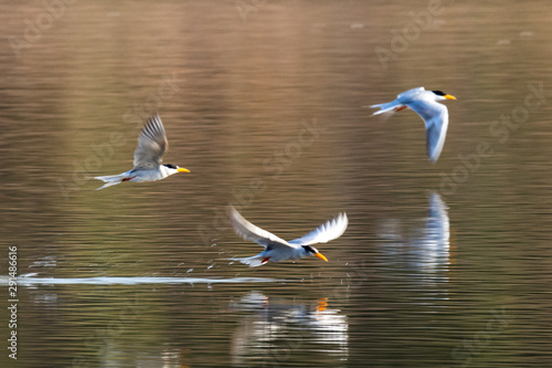 three birds flying on water