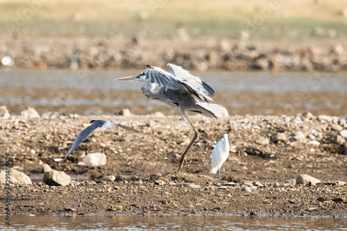 Photography heron landing near water