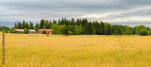 Finland pastoral countryside landscape panorama with green-yellow cereals field and barn surrounded by forest.