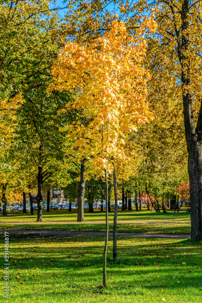 Colorful autumn city landscape - vibrant leaf color in public city park under the blue sky in the sunny day.