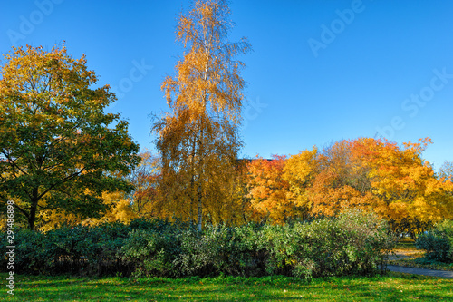 Colorful autumn city landscape - vibrant leaf color in public city park under the blue sky in the sunny day.