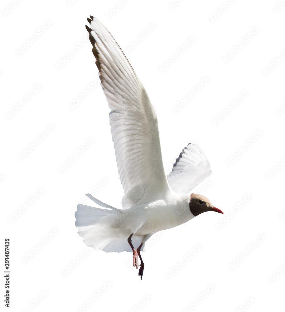 black head seagull flying on white