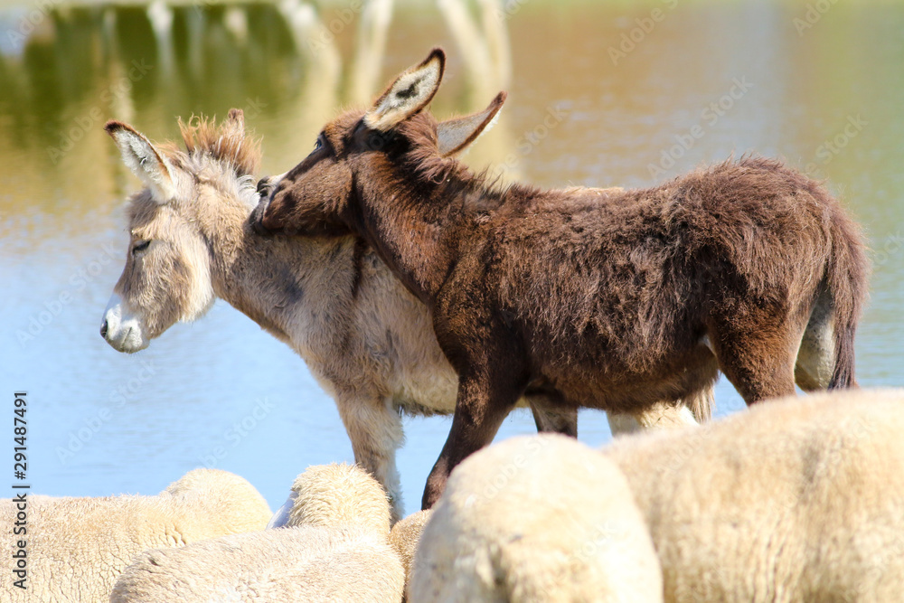 Fototapeta premium Two baby donkeys play between a flock of sheep