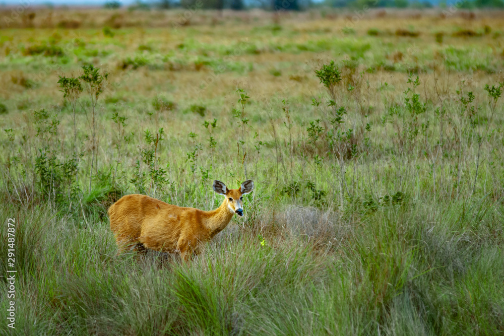 Naklejka premium Blastocerus dichotomus