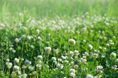 blooming white clover flowers , Trifolium repens , taken in Tokyo , Japan