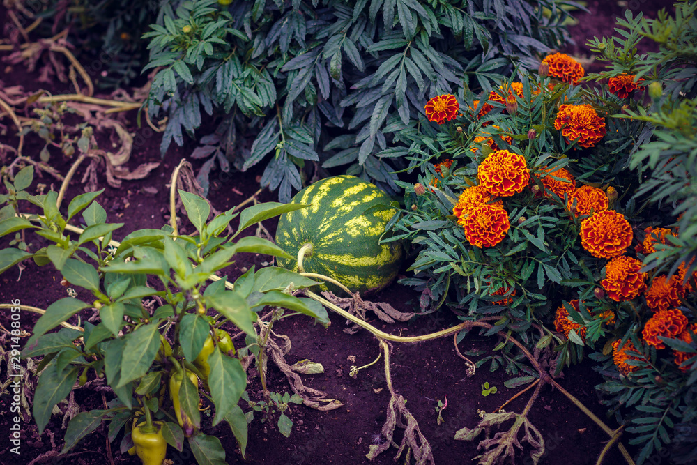Fototapeta premium flowers in the garden