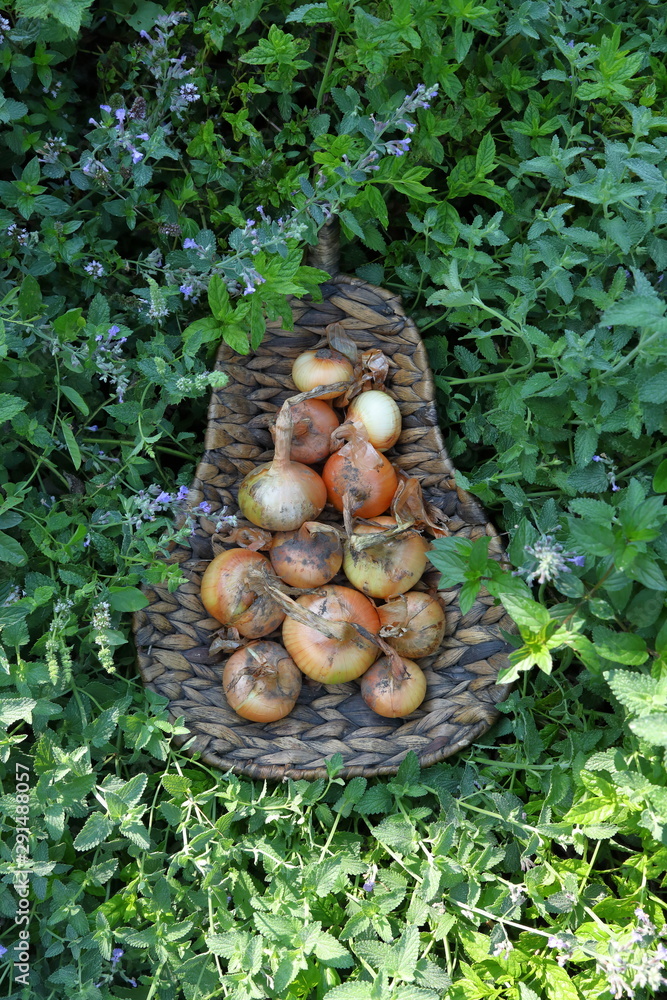 Basket of organic onion stored herbs