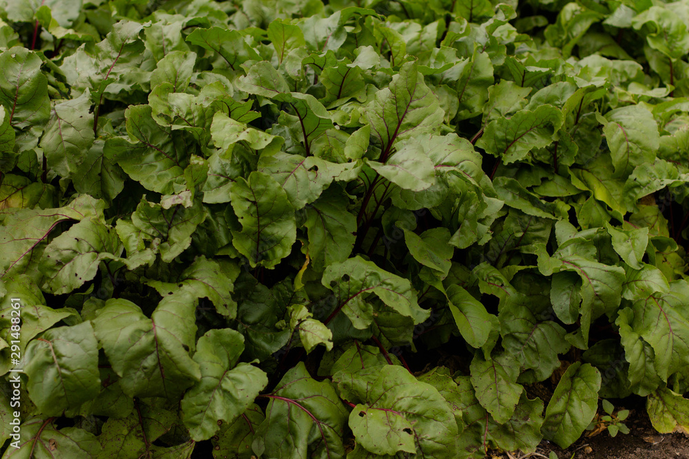 fresh green lettuce in the garden fresh green lettuce in the garden