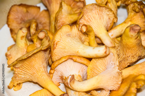 a lot of mushrooms chanterelle lies on a yellow plate