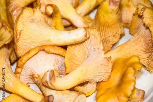 a lot of mushrooms chanterelle  lies on a yellow plate